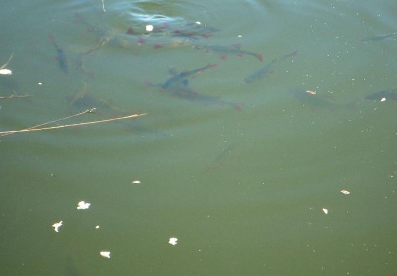 Delta iunie 2013 - dsc09882.JPG